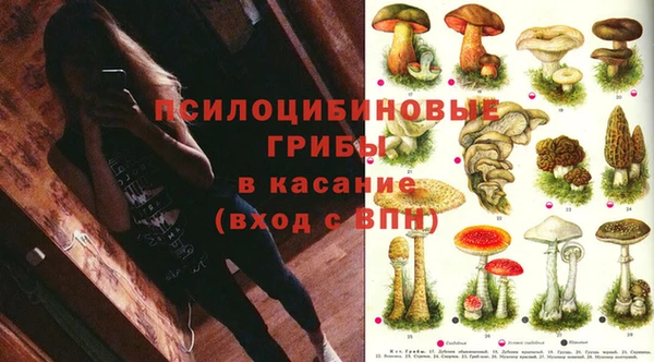 трава Белокуриха